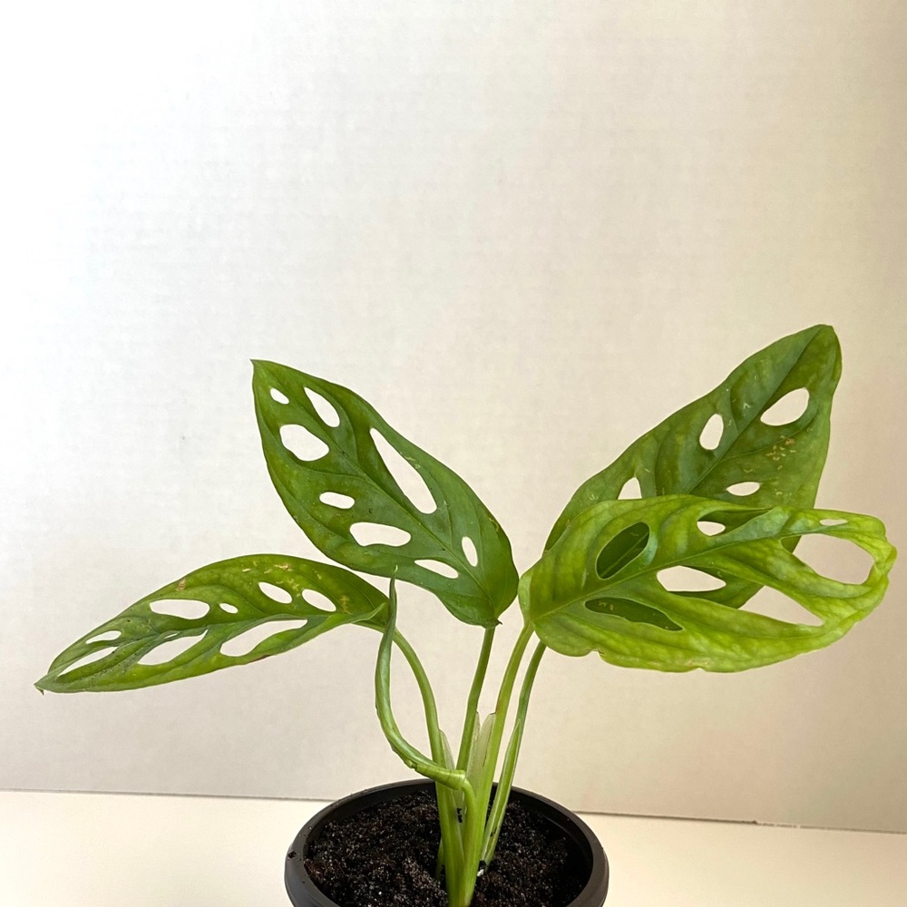 Monstera adansonii 🌿